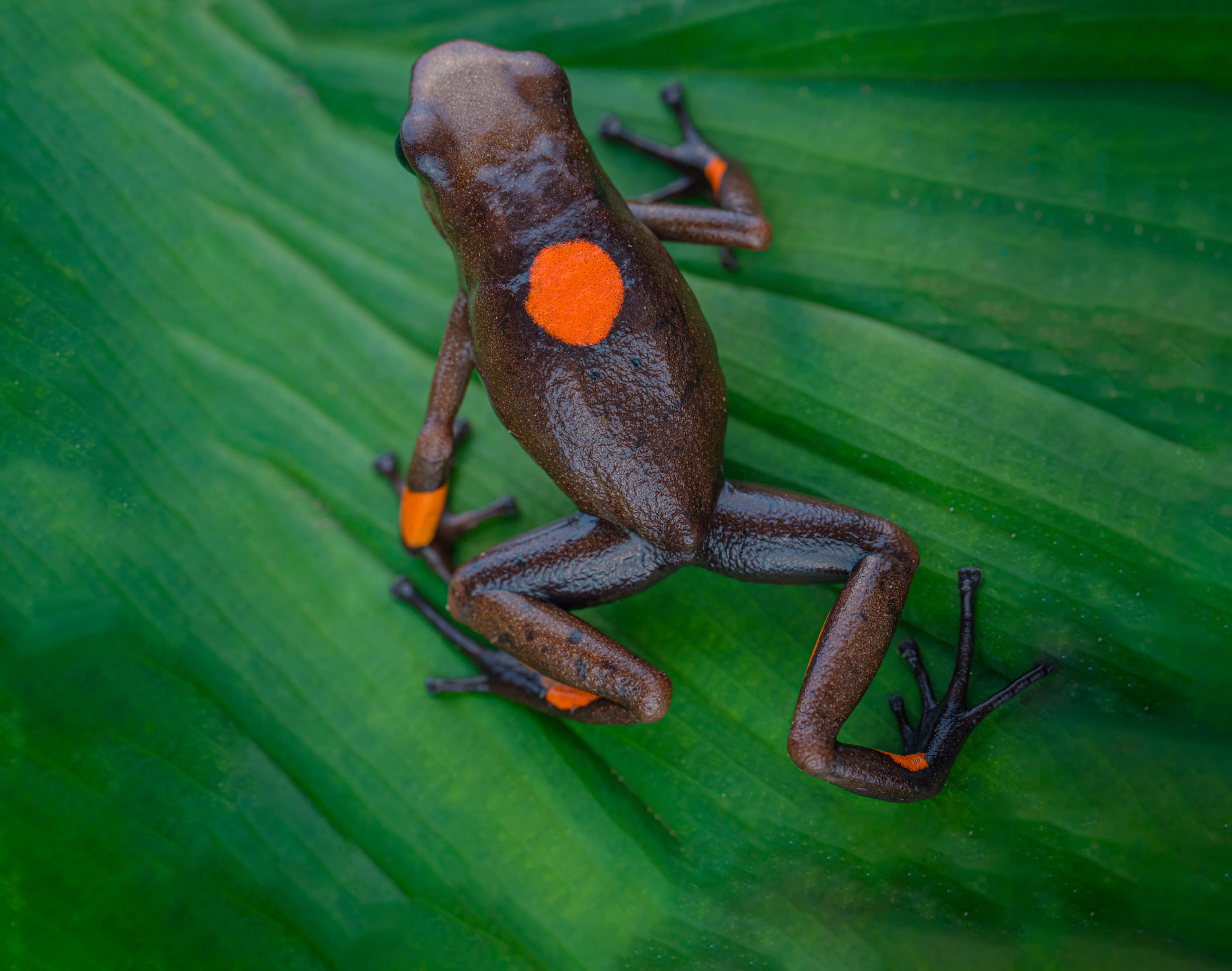 Poison Frogs Herping Tour?>